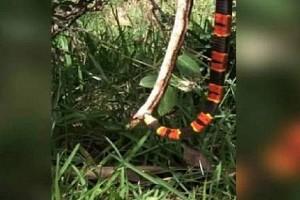 Viral Video: Poisonous Snake Eats Another Snake While Bee Attacks it 