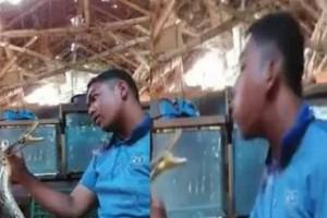 Disturbing Video Viral! Snake Bites Man On Head After He Challenges It