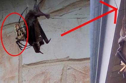 Spider eating dead bat in texas US, video goes viral