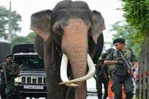 Photos Viral: 65-Year-Old Elephant Lives Life of VVIP, Walks With Own Armed Body Guards