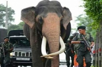 Sri Lanka\'s Celebrity Elephant lives a VVIP Life: Photo Viral 