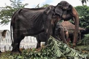 Photos Viral: 70-Year-Old Sick Elephant Forced To Walk In Festival