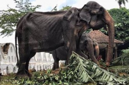 Starving old elephant spared from Sri Lankan parade after outcry