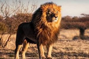 Man who tried to hunt illegally, killed by elephant and eaten by lions