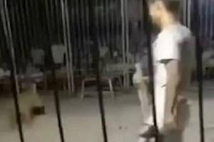 Video Viral: Circus Tiger Escapes Cage During Show, Triggers Panic  