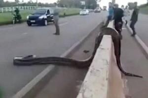 Traffic stops, people shocked as giant anaconda crosses road. Video Goes Viral!