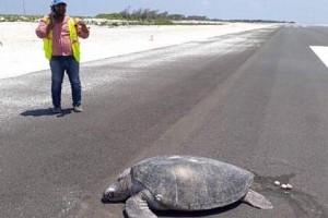 Saddening! Turtle lays eggs in airport runway instead of beach