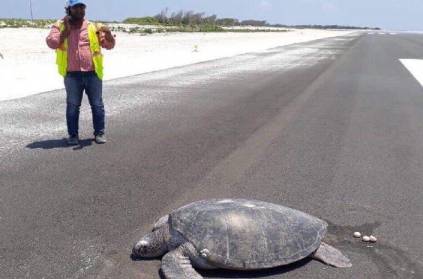 Turtle lays eggs in airport runway instead of beach