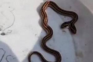 Watch Video: 'Two-Headed' Snake Found Inside Farmer's House 