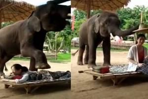 Video of an elephant massaging a woman goes viral!