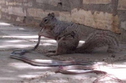 Viral Photos Squirrel Bites Snake Shocks Internet!