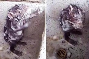Viral video: Rat takes shower like a man, netizens astounded