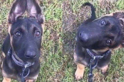 Watch puppy reacts cutely to his owner\'s whistles