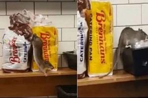 Watch Video: Rat crawls out of bread packet; store closed!
