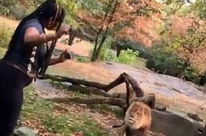 Watch Video: Woman climbs into lion enclosure and taunts animal