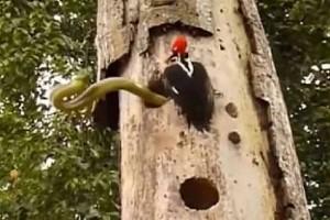 Video: Tiny Woodpecker Fights Deadly 10-Foot Long Snake To Save Her Eggs 