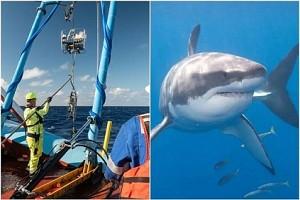 1000 Pound Great White Shark Ironbound Spotted - Details