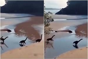Baby Dinosaurs On A Beach video goes viral - Watch now!
