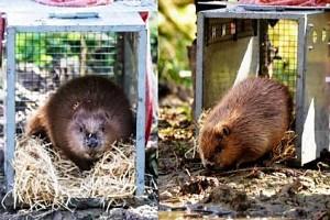 After 400 years, Beavers are back in London - Read to know more!