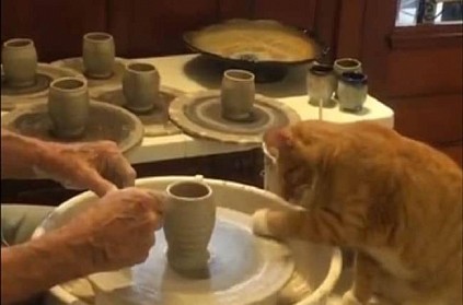 Curious little cat learning to make a pot; video goes viral