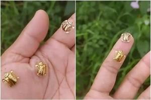 Ever seen golden tortoise beetles? Netizens are awestruck with the viral video!