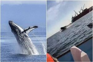 Humpback whale lands on tourist boat, injures 4 - video goes viral!