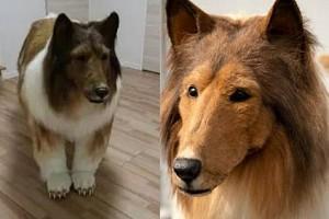 Japanese man spends 12 lakhs to resemble a dog - Read on for more!