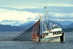 Man Catches Giant Lobster Claims It is 100 Years Old - WATCH VIRAL VIDEO!