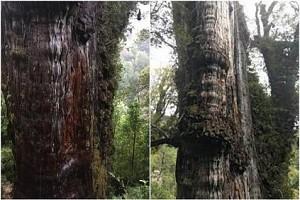 Ancient cypress in Chile may be the world’s oldest tree - Here are more details!