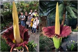 This 'corpse flower' bloomed in US school for first time in 10 years!