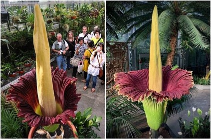 Rare and stinky viral flower bloom at Michigan