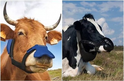UK company is making face masks for cows to help save the planet
