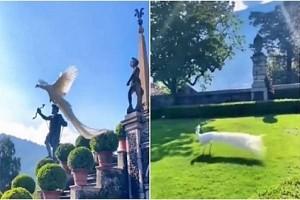 Video of a very rare white peacock flying in Italy goes viral - Watch!