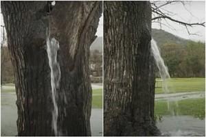 Unique phenomenon showing water flowing out of a 100-year-old tree in Southern Europe has left people in awe!