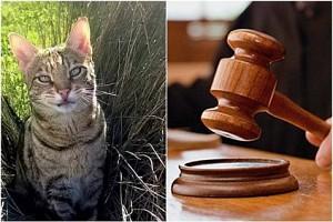 Woman wins Rs 95 lakhs after her cat was wrongly fined!
