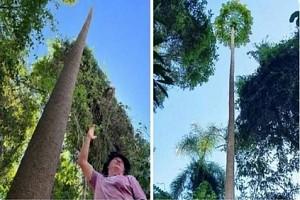 Tallest tree in the world awards goes to one in Brazil - Guinness World Records latest!