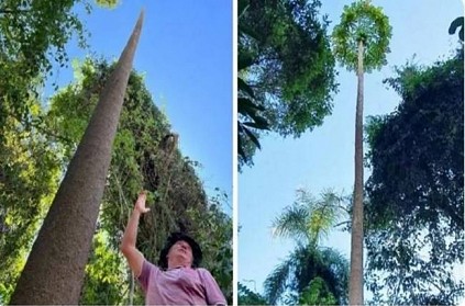 World tallest papaya tree discovered in Brazil