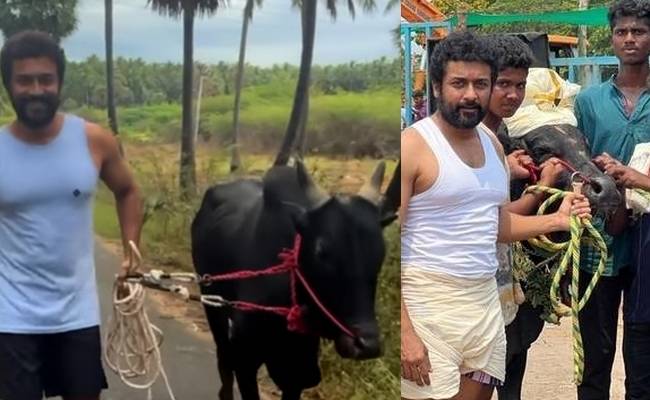 Suriya walks with a Vaadivaasal bull and sends Tamil New Year wishes