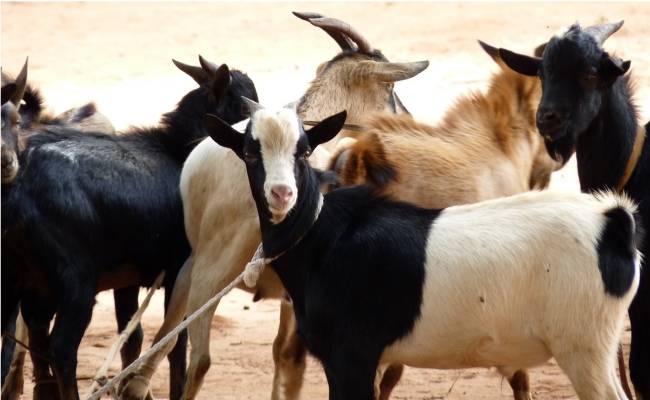 Chennai brothers steal goats to fund film by dad