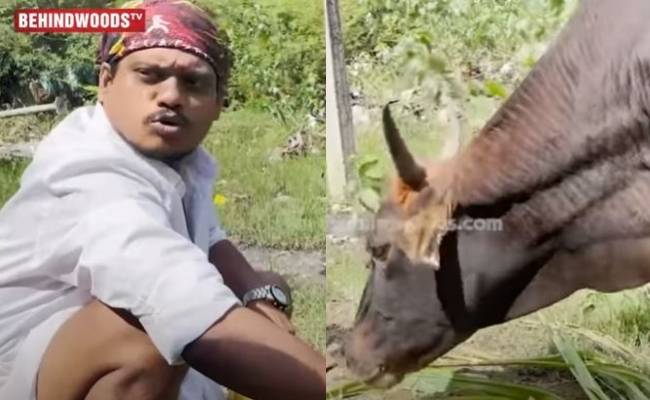 Cook with Comali Pugazh interaction with a cow goes viral