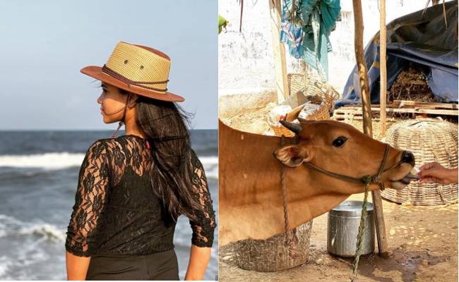 Famous tamil anchor celebrates her bday by feeding cake to a cow