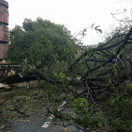 Kollywood celebrities tweet about Vardah cyclone