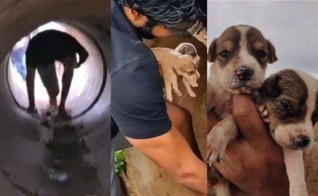 Popular actor rescues two street dogs ft. Aadhi Pinisetty