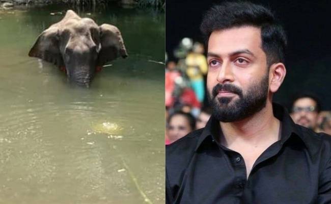 Prithviraj posts on pregnant elephant's death