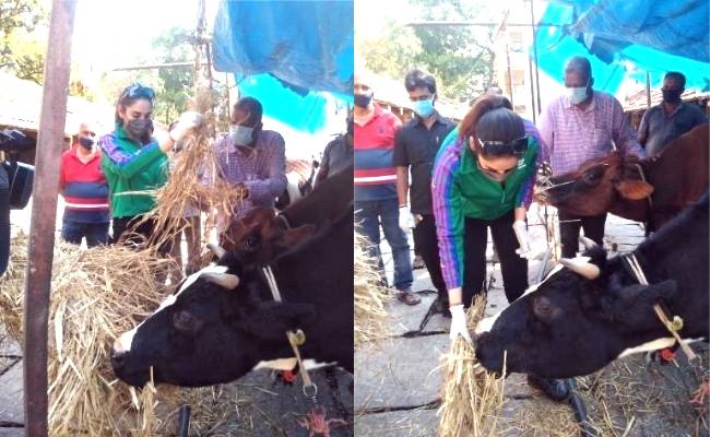 Ragini Dwivedi saves cows that were to be killed for lack of food