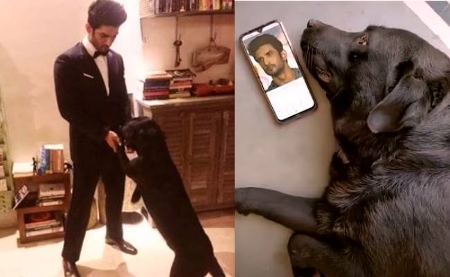 Sushant Singh Rajput’s pet dog Fudge is completely shattered, video goes viral