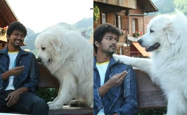 Vijay adorable throwback pic with dog on Villu sets