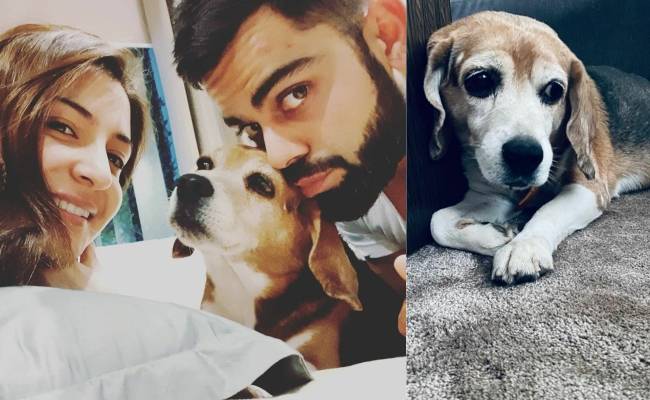 Virat Kohli and Anushka Sharma mourn the loss of their pet Bruno