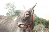 Alanganallur Jallikattu 