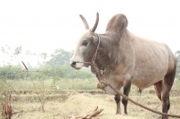 Alanganallur Jallikattu 